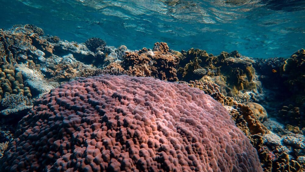 Colorful coral beneath clear Red Sea water