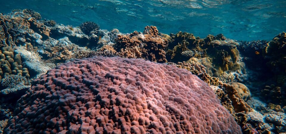 Colorful coral beneath clear Red Sea water