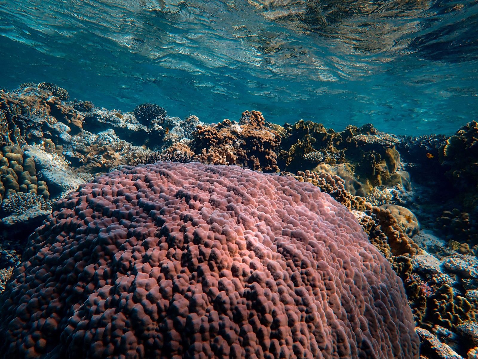 Clear Red Sea water and coral during Orange Bay with Kids in Hurghada