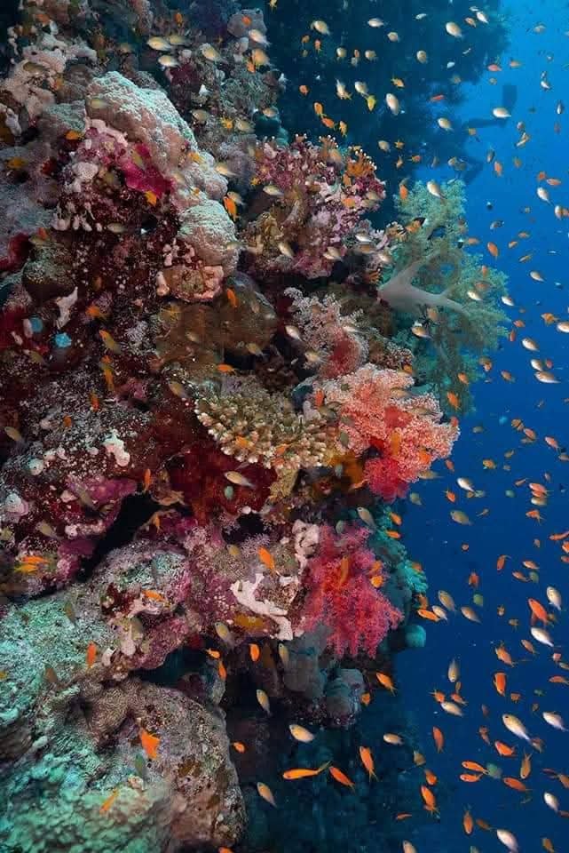 Colorful reef fish swimming beside a coral-covered reef