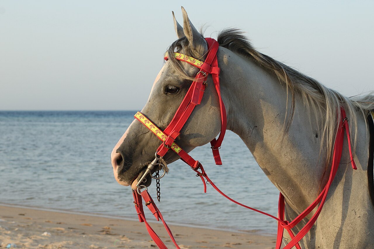 Arabian horse beside the Red Sea near Hurghada