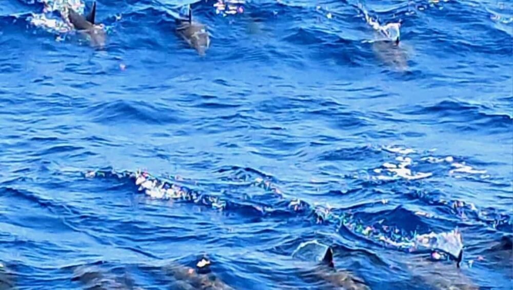 Dolphin House depuis Hurghada : dauphins sauvages aperçus à la surface de la mer
