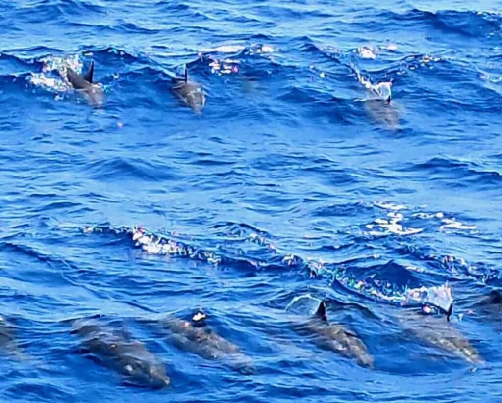 Delfine an der Wasseroberfläche im Roten Meer